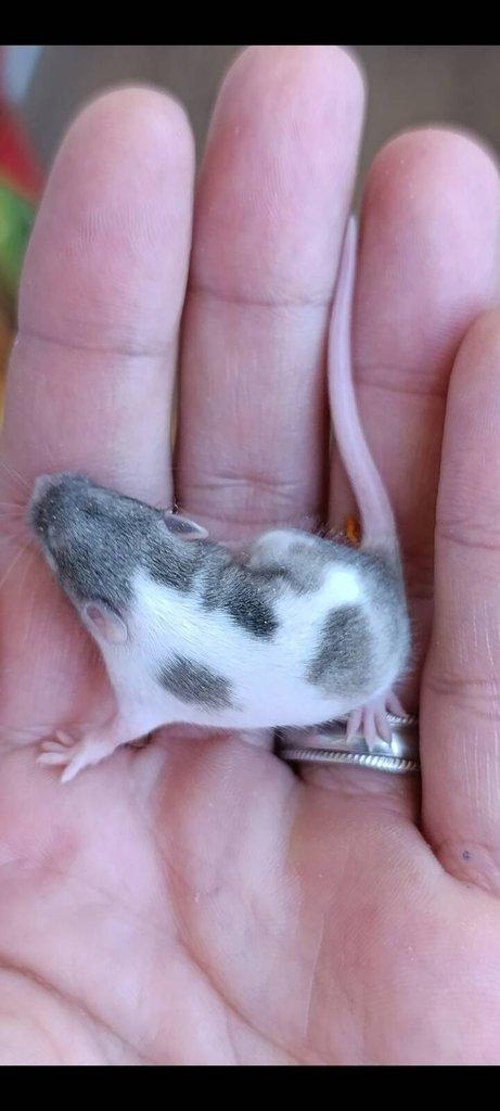 Barevné Fancy myšky