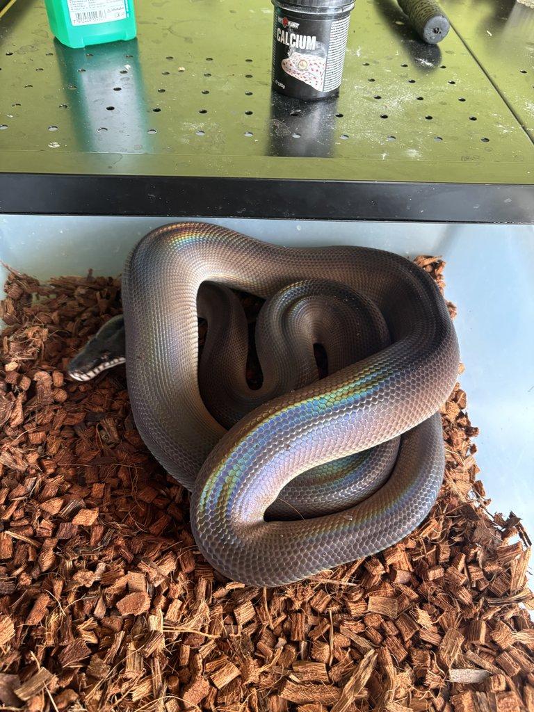 Leiopython albertisii,meridionalis