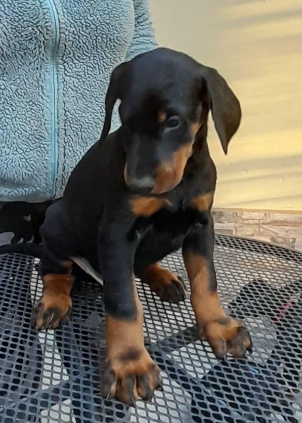 Dobrman ,štěně pes s PP