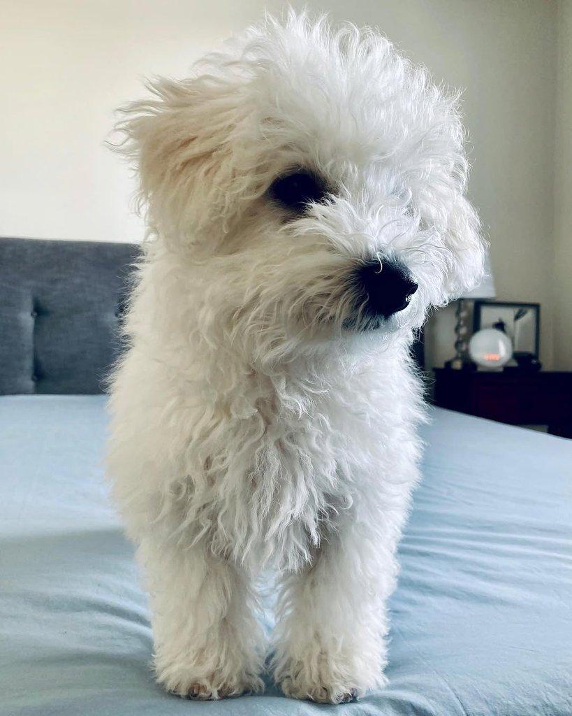 Štěňata bišon frise na prodej