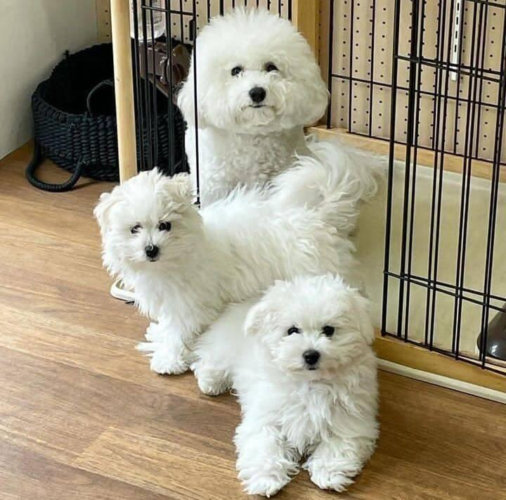 Bišonek frišonek na prodej.