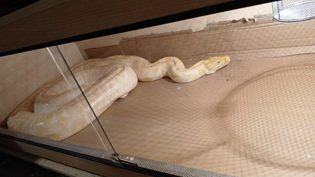 Prodám samici krajty tmavé albino