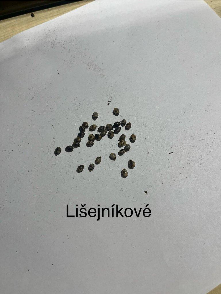 Vajíčka strašilek australských