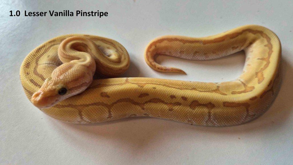 Krajta královská - prodám vlastní odchov 2023 - 2025