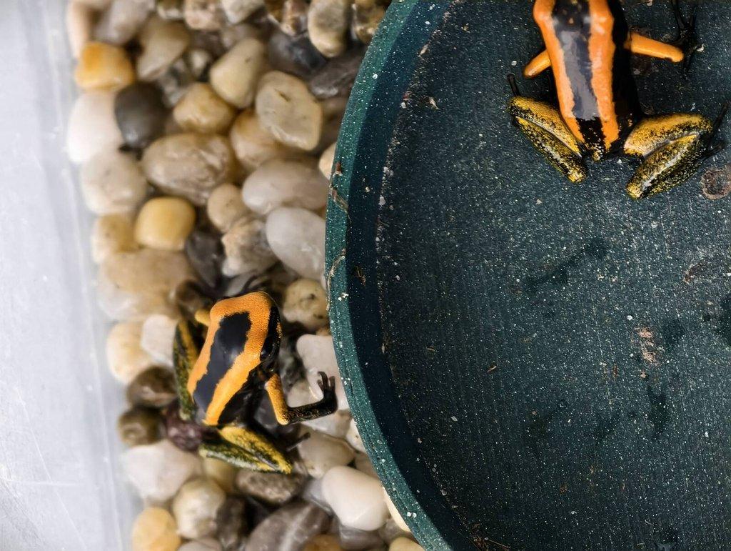 Dendrobates azureus, Phyllobates bicolor