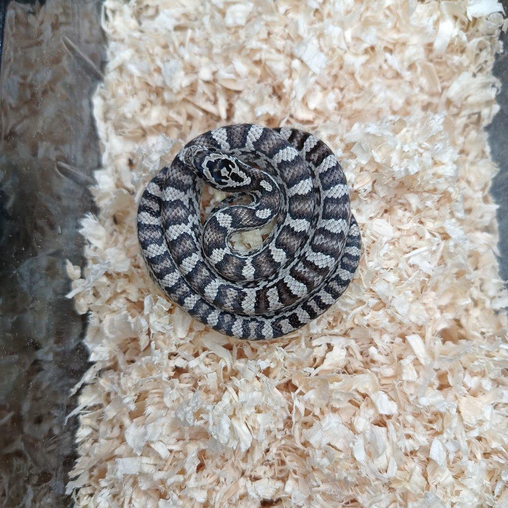 Užovka červená - Fauna trhy Ostrava 15.2.