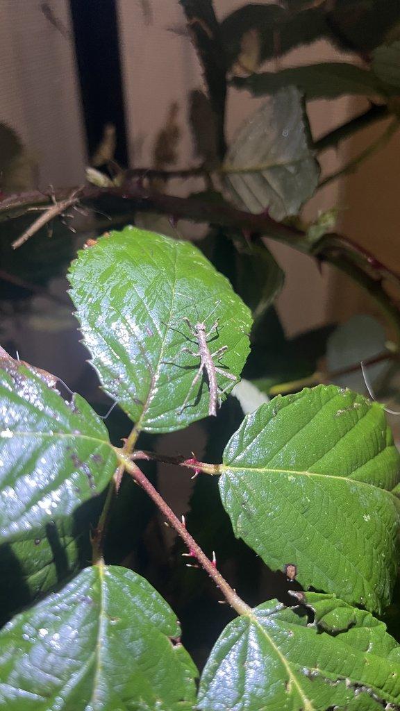 Flexárium se strašilkami