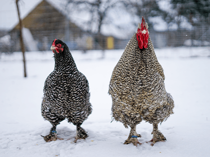 Mechelenka🥚🐣 (násadová vejce i kuřátka)