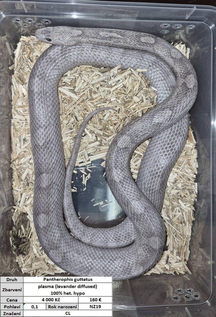 Pantherophis guttatus