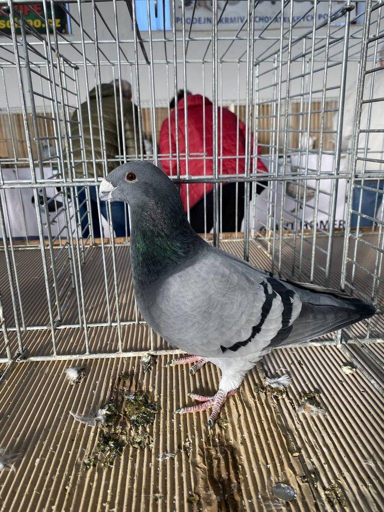 Prodám Americké výstavní