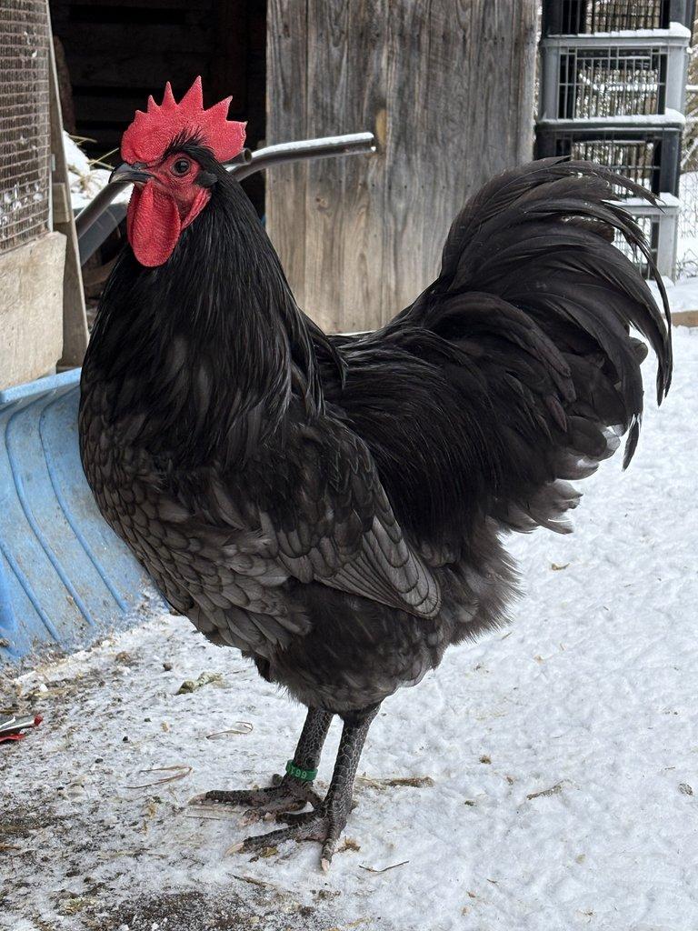 NV velká Australka černá a modrá s lemy