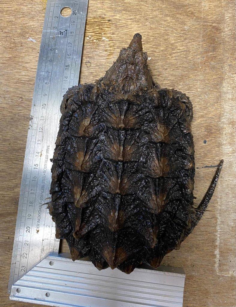 Macrochelys temminckii Faunatrhy Ostrava !