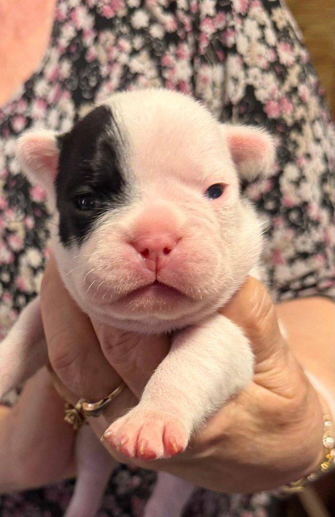 Štěňátka francouzských buldočků