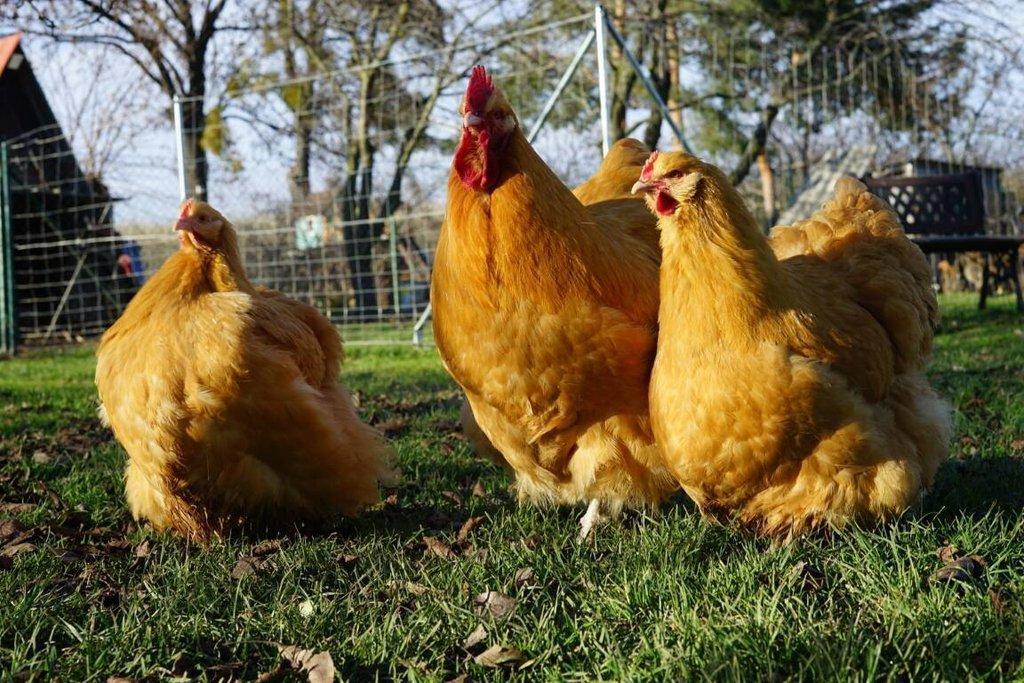 Orpingtonka 🥚🐣 (násadová vejce i kuřátka)