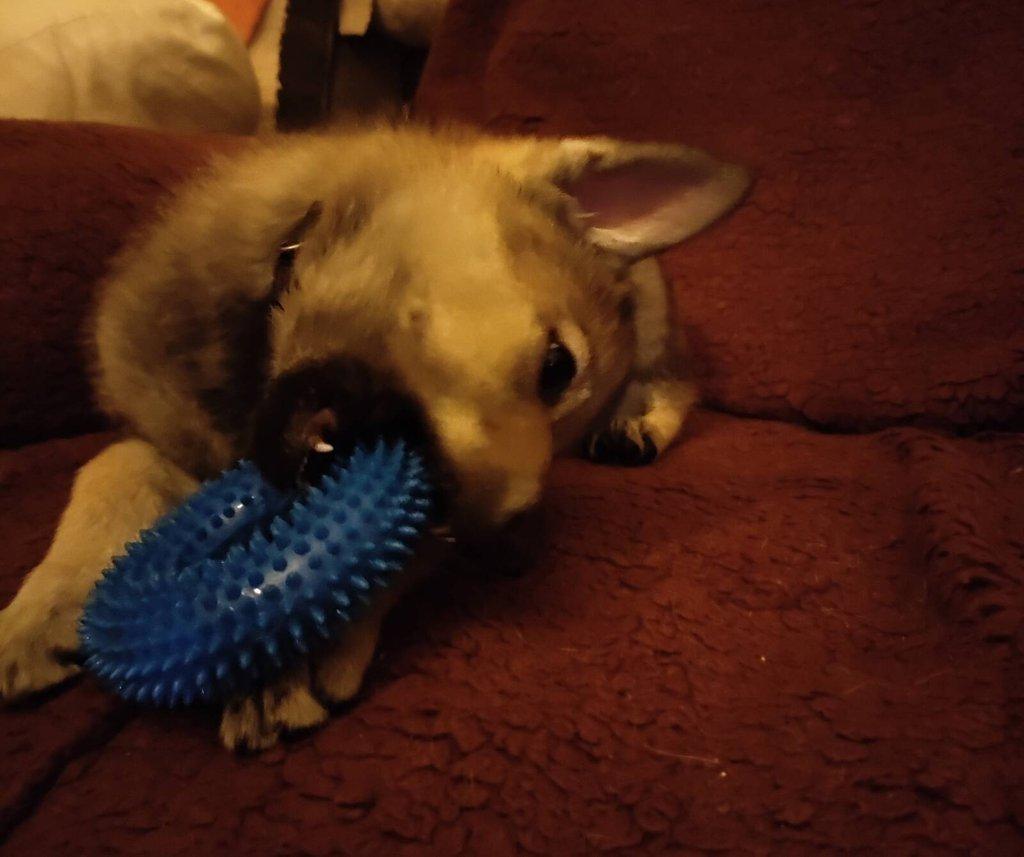 Československý vlčák - štěně s PP