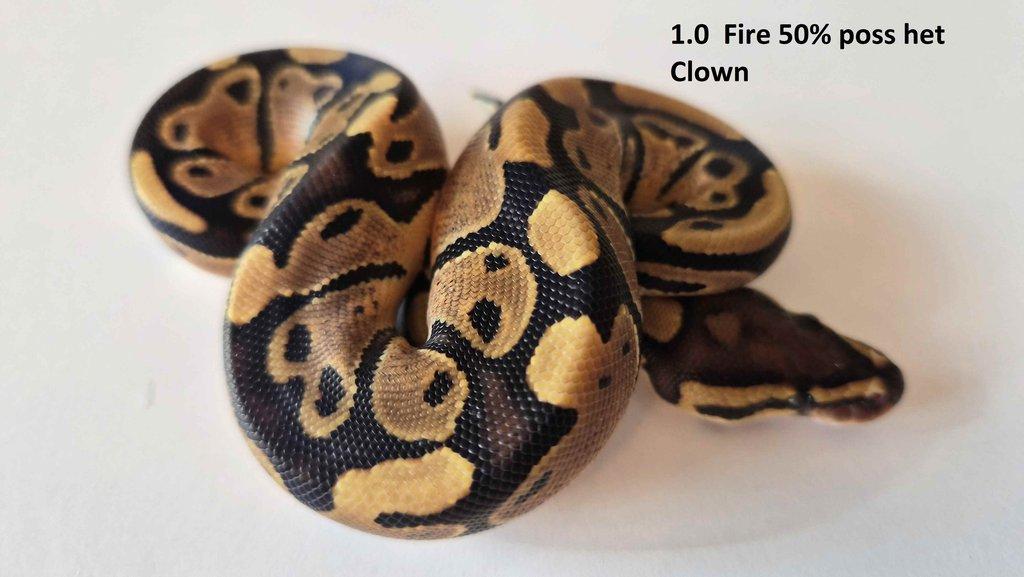 Krajta královská - prodám vlastní odchov 2023 - 2025