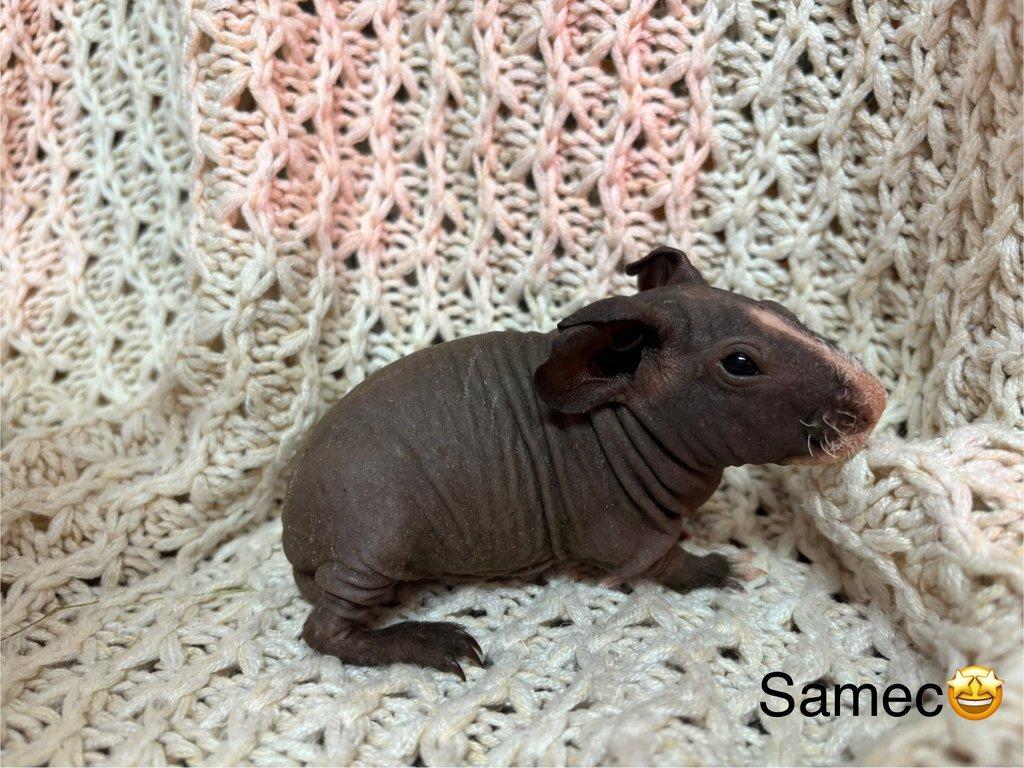 Skinny morčátka, samečci s PP