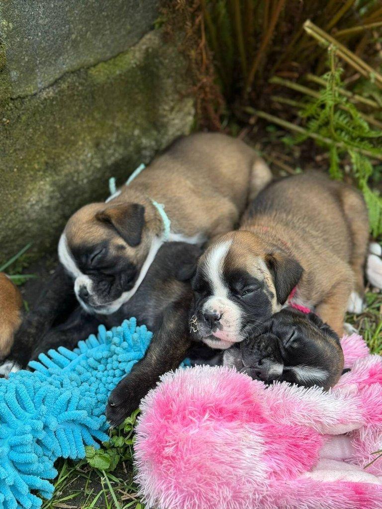 Štěňata německého boxera s PP