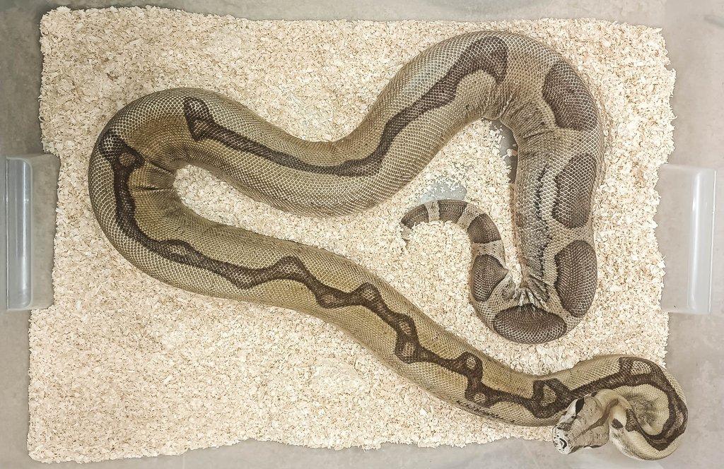Adult Boa constrictor