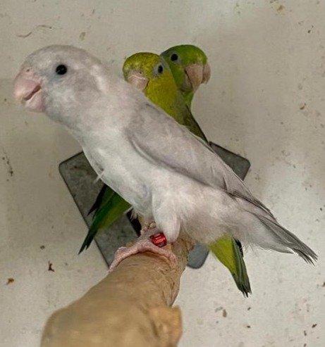 Papoušíček šedokřídlý