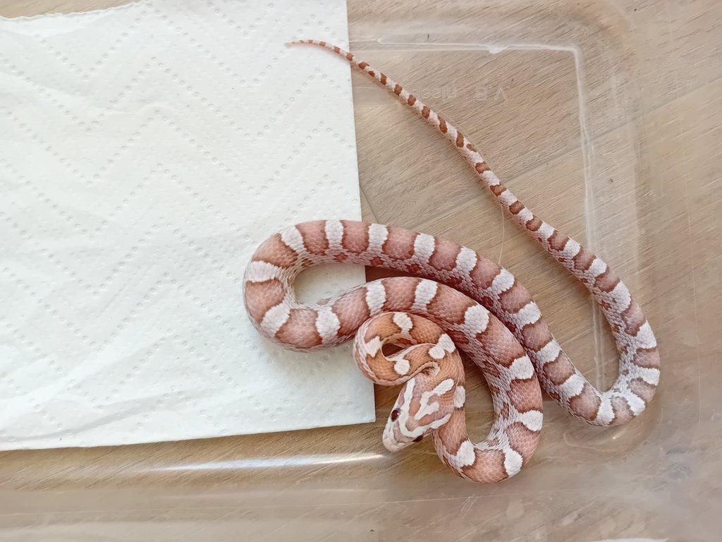 Užovka červená het. Scaleless