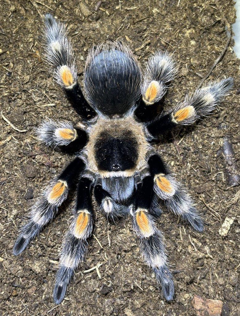 B. hamorii, B. boehmei, M. balfouri, G. pulchripes, H. pulchripes ...