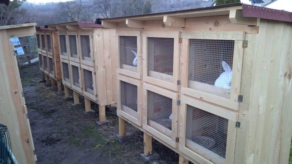 Prodám králíky Hyla samce i samice