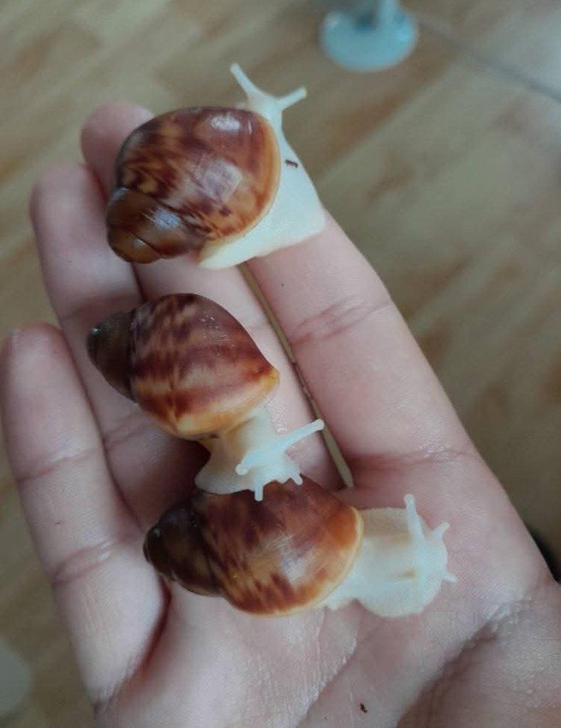 Archachatina Purpurea Ghana F2 albino body - africký šnek