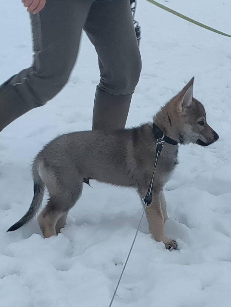 Československý vlčák - štěně s PP