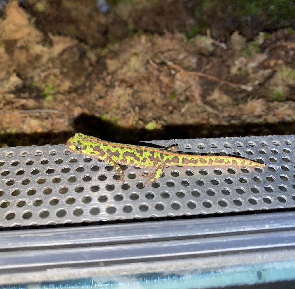 Čolci Triturus pygmaeus pygmaeus - Faunatrhy Ostrava