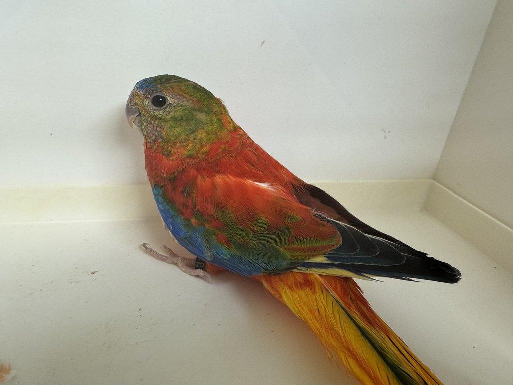 Neofémy tyrkysové rudoprsé opalíny