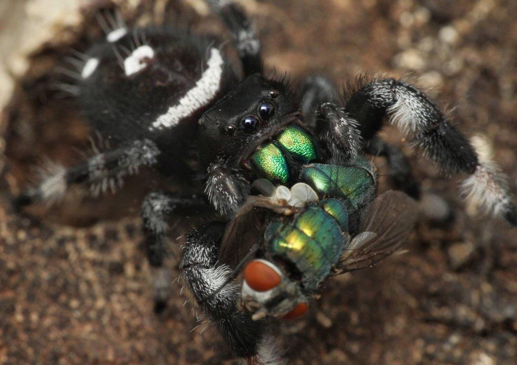 Phidippus regius Everglades - skákavka královská