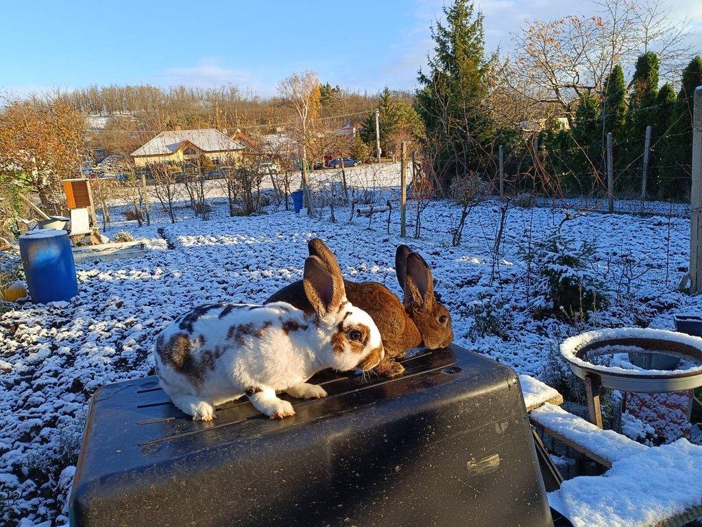 Nabízím samce i samice králíků