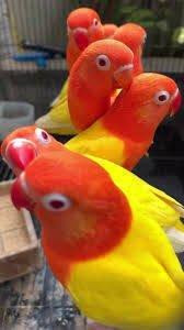 KOUPÍM Agapornis Fischeri lutino, lutino opalín