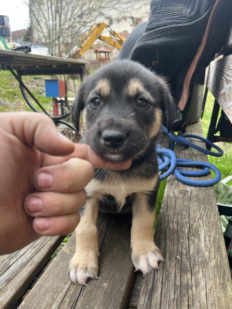 Prodám štěňátka