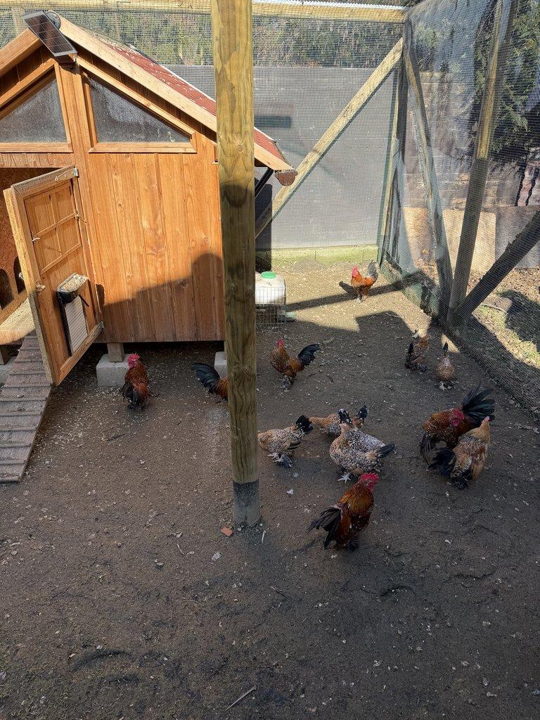 Rousna zakrsla porcelanova