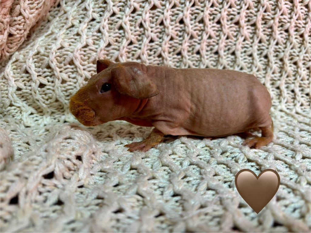 Skinny morčátka, samečci s PP