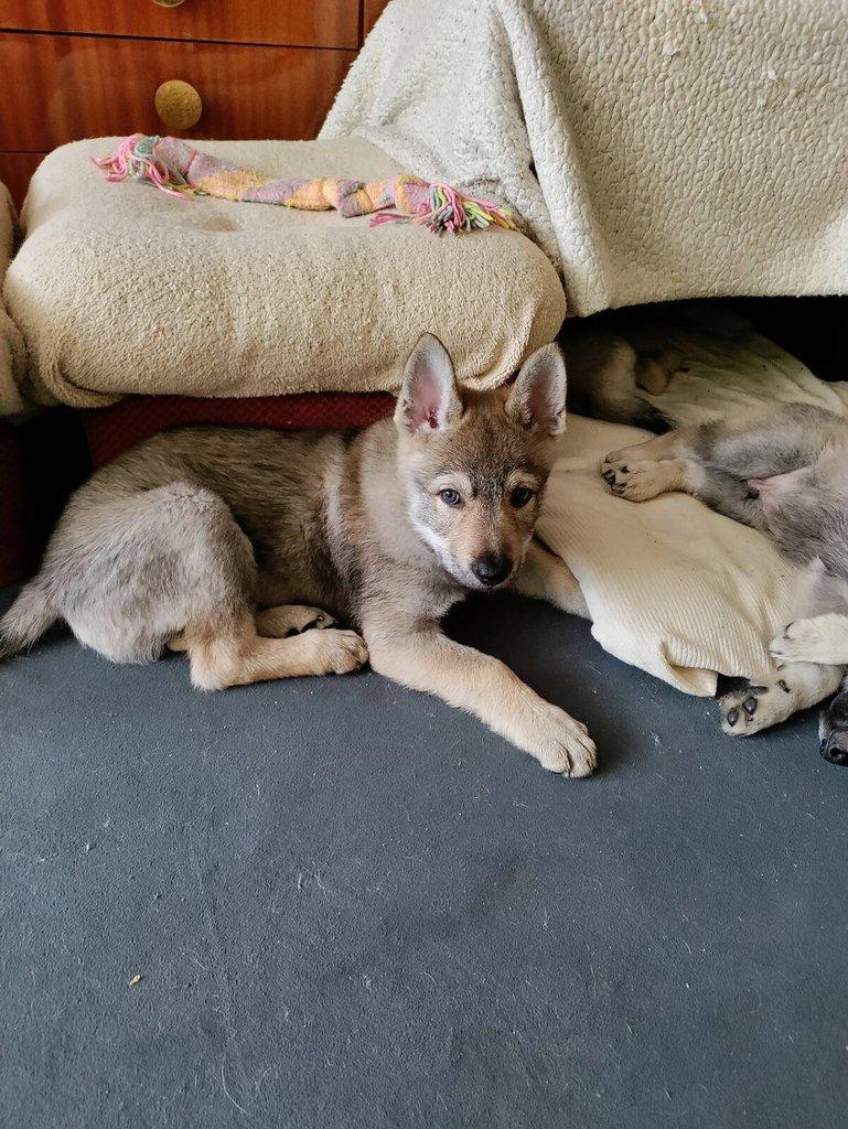 Československý vlčák - štěně s PP