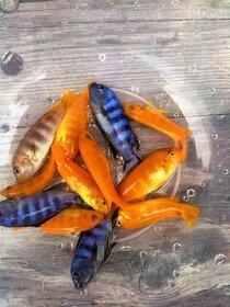 TLAMOVCI TANGANIKA MALAWI