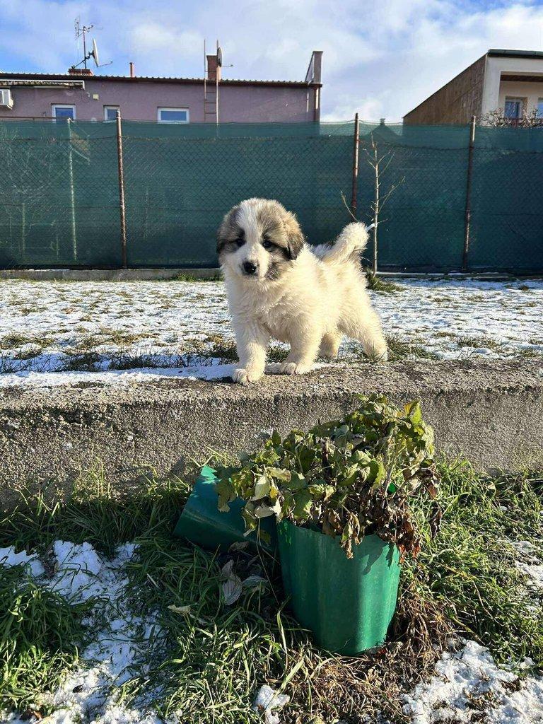 Pyrenejský horský pes