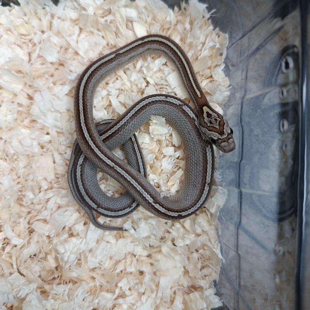 Užovka červená - Fauna trhy Ostrava 15.2.