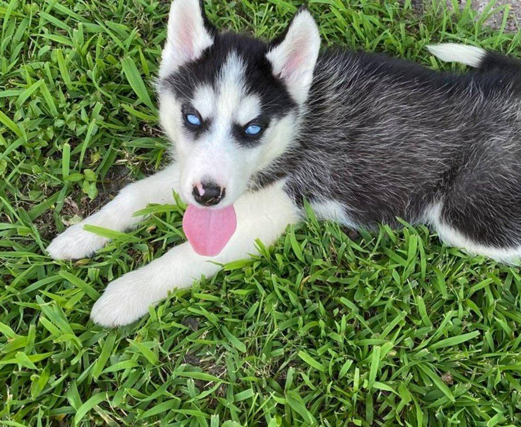 Sibiřský husky na prodej s PP