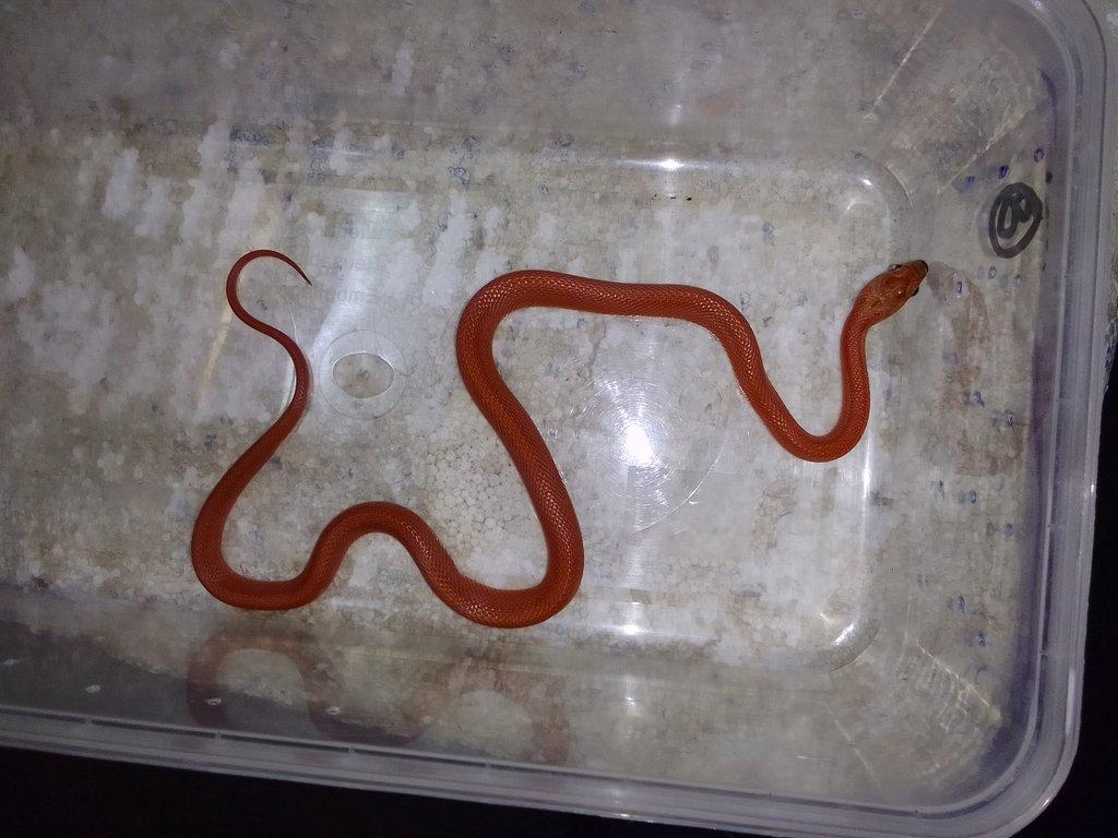 Pantherophis guttatus , Orthriophis taeniurus taeniurus nominátní