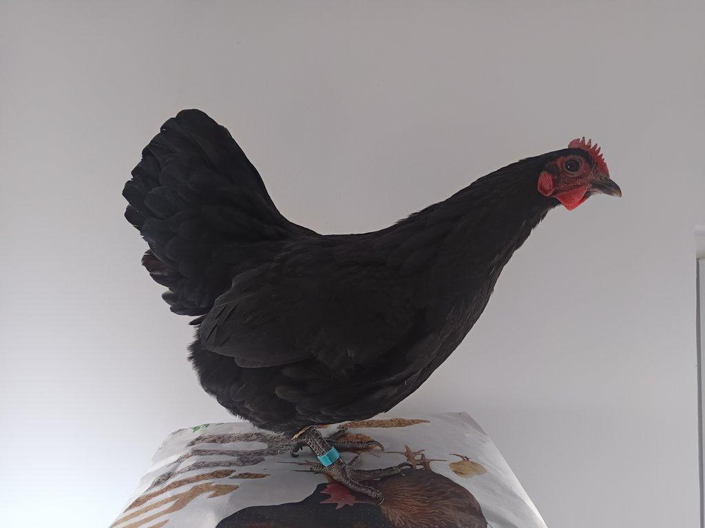 Násadová vejce zdrobnělé Australky černé a modré s lemy