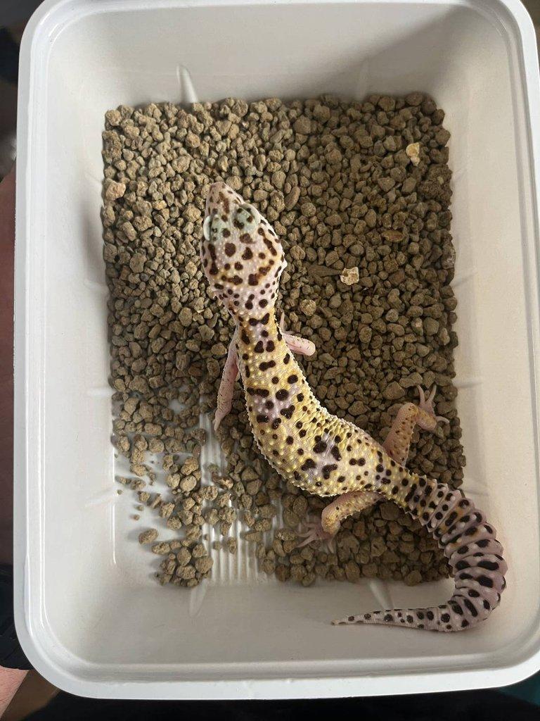 0.0.4 Phelsuma graandis HR
