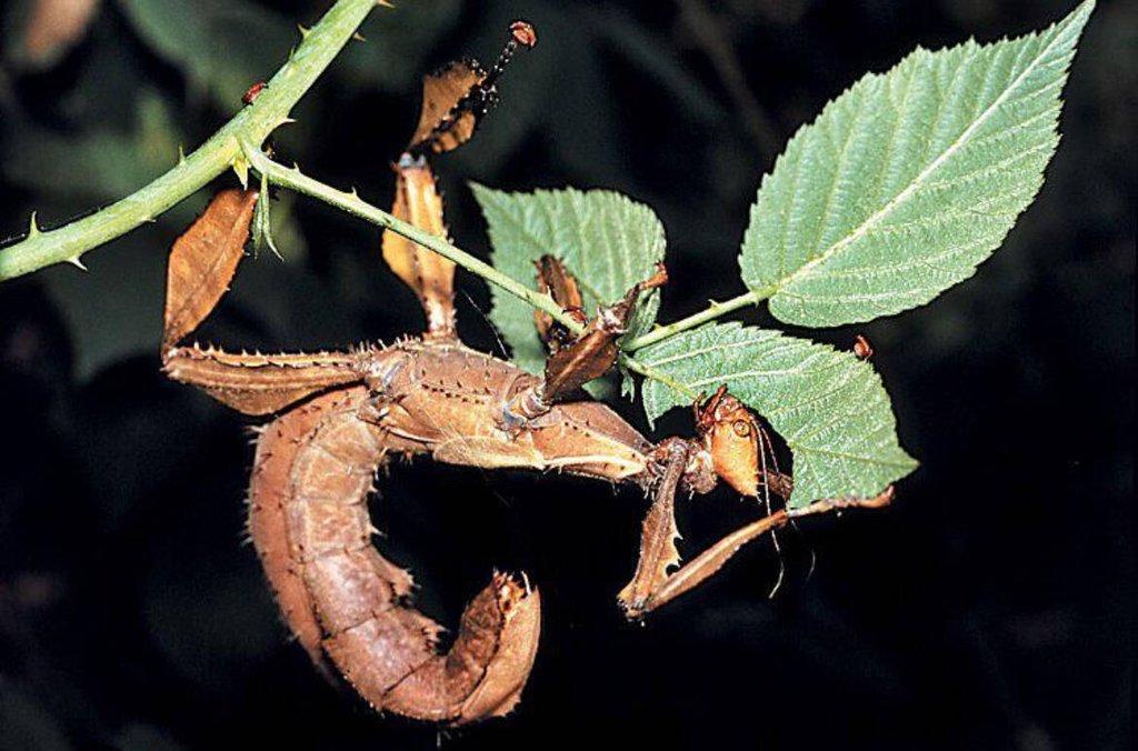 Vajíčka strašilek australských