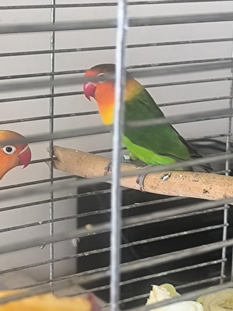 Agapornis Fisery par i s kleci