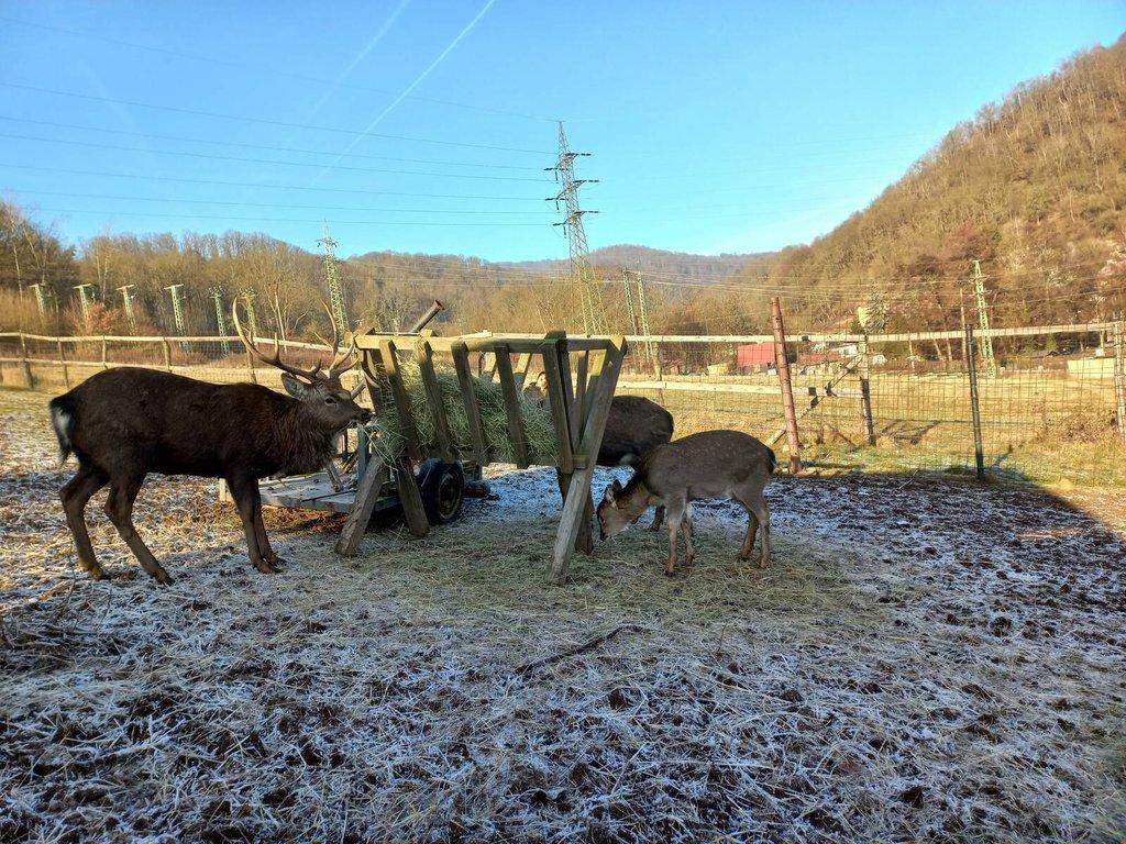 Jelen sika Dybowského