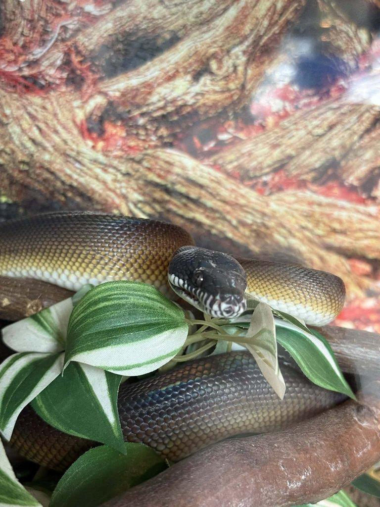 Prodám samce Leiopython albertisii