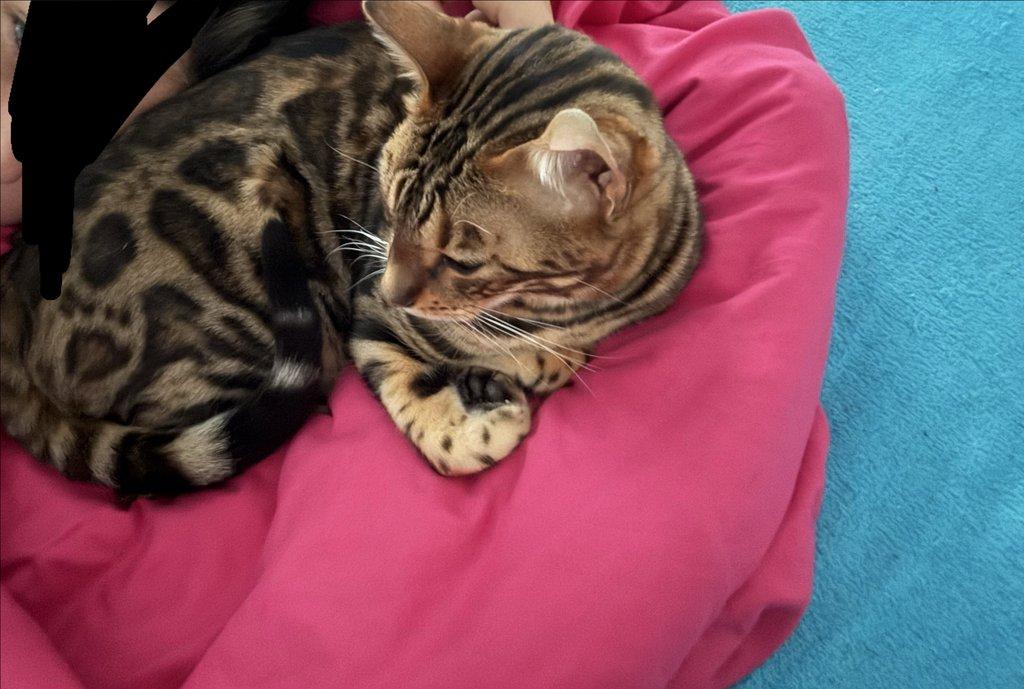 Bengálská kočka - kocourek s PP